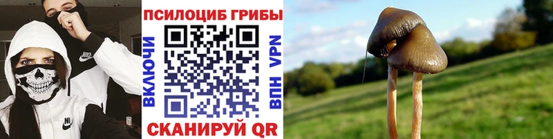 Псилоцибиновые грибы Psilocybe  маркетплейс телеграм  Анива  hydra маркетплейс 